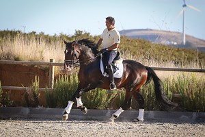 Stunning piro-free licensed Lusitano stallion getting ready for Grand Prix! 🧐 A top Lusitano that brings together quality, rideability and natural ability! With a charismatic character and very noble attitude, at the age of 9-year-old he is already introduced to all GP level exercises that he executes with elastic movement, power and expression. In highlight, his ability to collect executing a fantastic piaffe and beautiful canter pirouettes. A phenomenal opportunity for an ambitious rider look