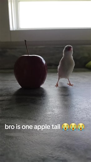 bro is one apple tall 😭😭😭 #finch #finches #zebrafinch #bird #birds | birds