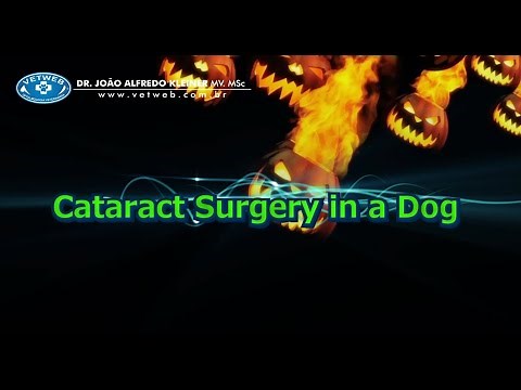 Cataract Surgery in a Dog