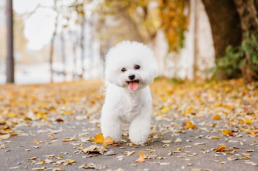 Bichon frisé: aspetto, cura, educazione e carattere