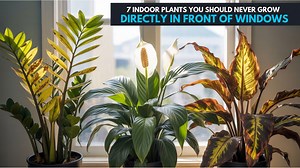 Shade loving houseplants that need gentle lighting