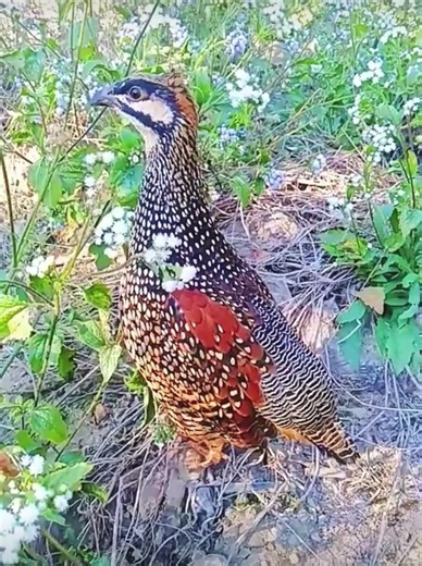 Chinese Francolin Calling Sounds