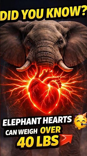 Did You Know This About an Elephant’s Heart? 😱