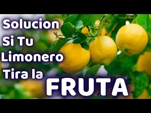 EXPLOTARA De Frutos Tu Árbol de LIMON 🍋 Con Estos Consejos