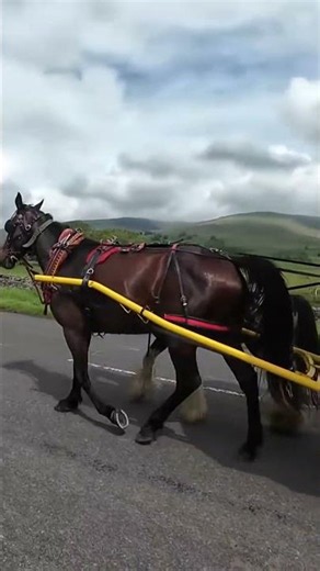 Sam Howard,Appleby 2026 #Appleby #horse #Travellers #gypsy #bowtop