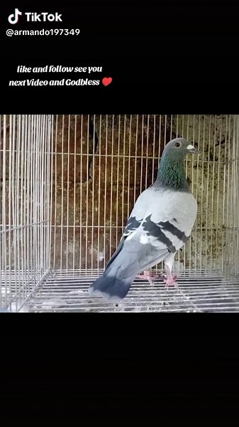 armando1973 on TikTok