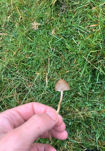 Exploring Liberty Cap Mushrooms in Season