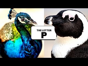 Letter P | Phonics for Toddlers | Alphabet Letter P | ABCs