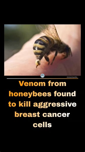 @instyclopedia._ on Instagram: "A honey bee is a eusocial flying insect from the genus Apis of the largest bee family, Apidae. Honey bees are known for their construction of perennial nests within cavities (i.e. beehives) containing hexagonal cells made of secreted wax,their large colony sizes, and their routine regurgitation of digested carbohydrates as surplus food storage in the form of honey, the lattermost of which distinguishes their hives as a prized foraging target of many mellivorous an