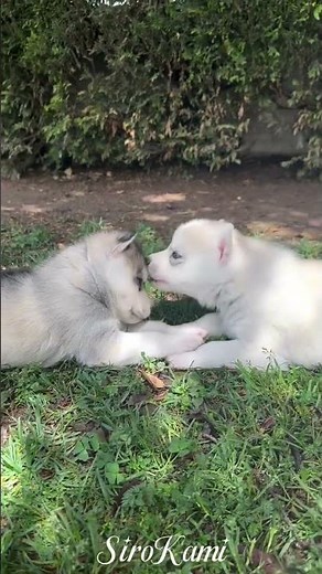 Cachorros HUSKY 🐺🤍 Sengoku y Sue del Sirokami 🐺 [Sirokami] #husky #cachorroshusky #huskysiberiano