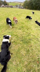 3M views · 83K reactions | Dan better watch his back; our mini shepherdess will be running circles around him with her dogs in no time!! 朗 #sheepdog #farming #familyfarm #farmlife #TeamRed | Red Shepherdess | Facebook