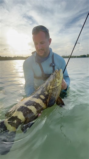 Baby Goliath Grouper in crystal clear water! #fishing #fish #grouper #clear #water | Ryan Iz Fishing
