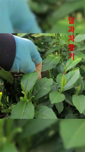 ✅ 카테킨 (Catechin)✅ EGCG (Epigallocatechin Gallate)✅ 폴리페놀 (Polyphenol)✅ 플라보노이드 (Flavonoid)