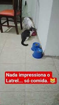 Nada impressiona o Latrel... só comida. 😹 #gatos #gateiraporamor #pets #meme #mauhumor #cat