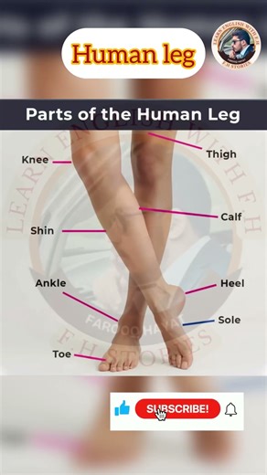 Parts of the Human Leg in English | Basic Body Parts Vocabulary | Learn Easy English