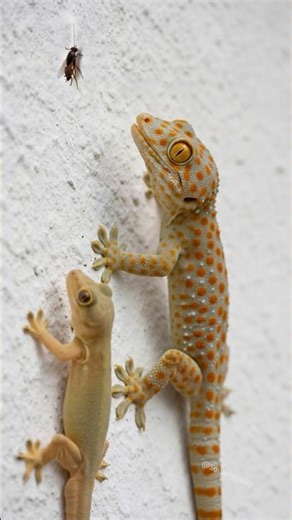 Amazing Lizard Sound 🦎 Effect | Gecko Tries to Catch a housefly…