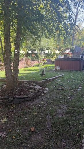 Smart Baby Duck Dinky: A Clever Duckling on TikTok