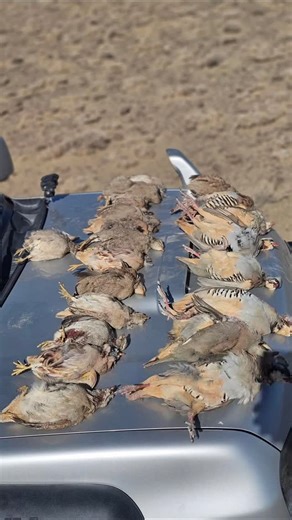 MR:HUNTER VLOG | Partridge Hunting | Instagram