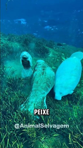 5 Brazilian Animals at Risk of Extinction 🤯💀 #animals #curiosities #shorts