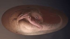 Exquisitely Preserved Dinosaur Embryo Found Inside Fossilized Oviraptorosaur Egg