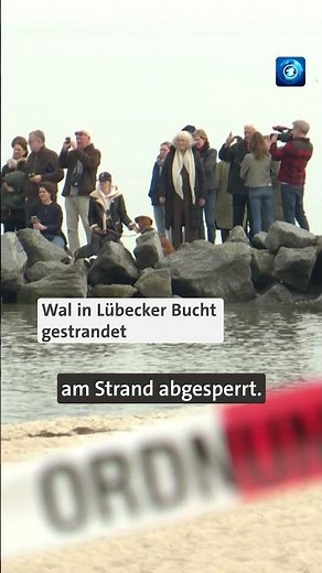Wal in Lübecker Bucht gestrandet #ostsee #wal #tagesschau #shorts
