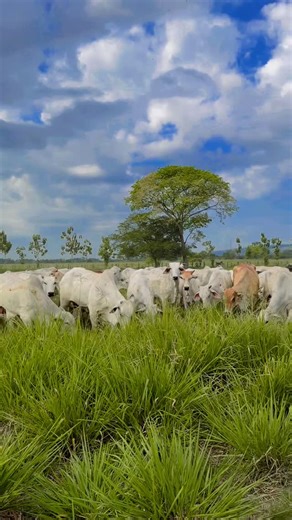 Agro Business🐮 on Instagram