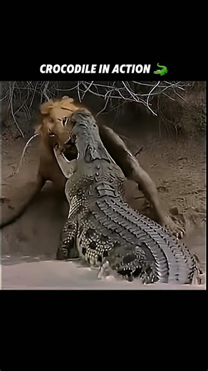 This crocodile is catching baby hippo! 🤤 #viralshorts #viralytshorts #short #animalshorts #ytshorts