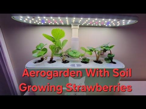 Aerogarden Harvest Slim With FoxFarm Happy Frog Soil Growing Strawberries - Setup Guide