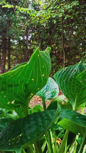 Raindrops Falling on Green Leaves 🌧️ ASMR Rain Sounds #asmr #rainsounds #relaxing #natureasmr #rain