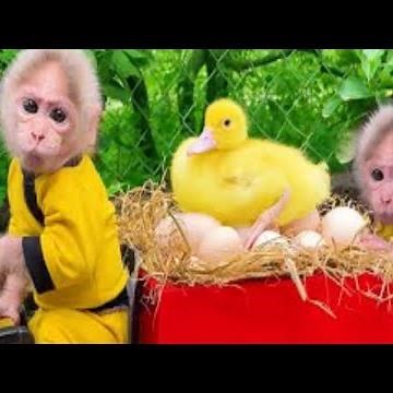 monkey videos for kids monkey rhymes