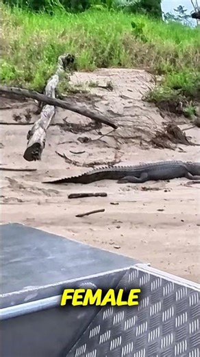 🐊🍬 Not quite a man-eater... BUT...😁 #crocodile #wildlife #fishing