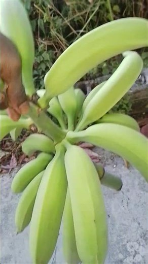FRESH HARVEST PLANTAINS N THE BAHAMAS 🇧🇸