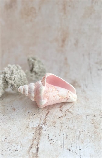 Large Natural Conch Shell – Pink Sea Shell Coastal Cottage Decor Display Piece - Etsy