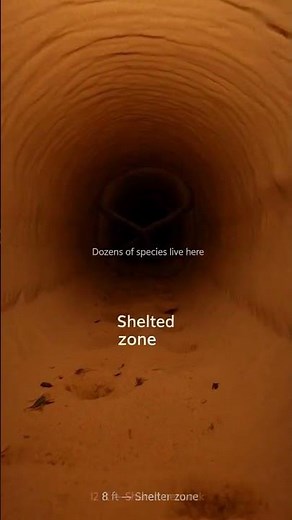 30 Species Living Underground Together