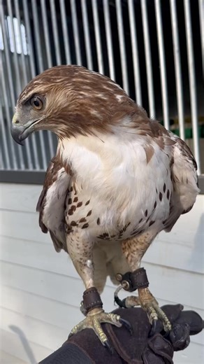 During the off season Eagle will grow all new feathers and get her “red tail”! #Falcon #BirdOfPrey #Wildlife #Falconry #ReelItFeelIt #WatchThis #ViralReels #ReelOfTheDay #MustSee #IncredibleNature #fblifestyle | Bird Hunting