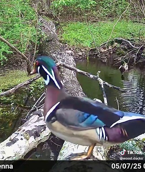 Wood Ducks: Fascinating Nature Moments