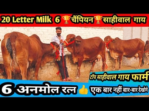 20 Letter Milk 👍 आज खरीदो 6 🏆 चैंपियन 🏆 साहीवाल गाय। top 6 original breed Sahiwal gir cow for sale
