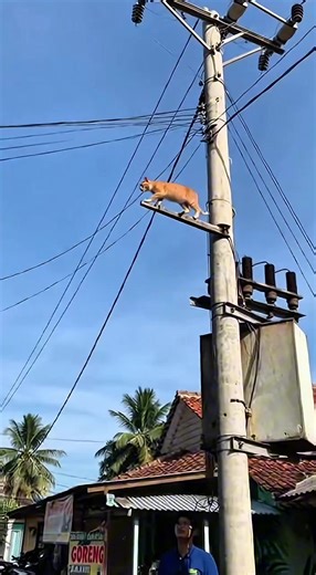 Kucing Lucu: Video Hewan Terbaik