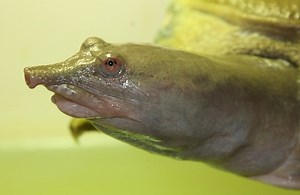 Here is a turtle that pees through its mouth