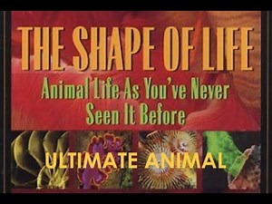 The Shape of Life - 7 of 8: Ultimate Animal (Echinoderms)