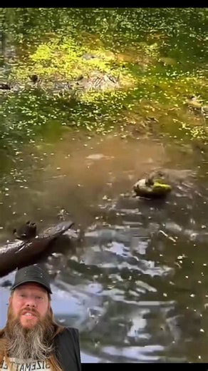 Fighting bullfrogs. The more ya know! #amazing #crazy #crazystory #themoreyouknow | Apex Predator Outfitters