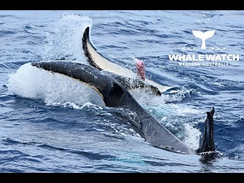 Orca Mating in the Bremer Canyon