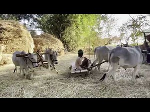Traditional paddy threshing