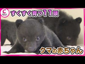 [Bear cubs] 11 cubs are growing up healthy at Okuhida Bear Farm in Takayama City, Gifu Prefecture.