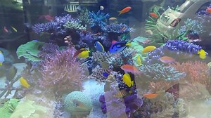 Happy fish. | Seabox Aquarium