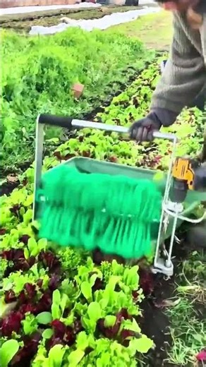 Harvesting leafy greens using rolling tool moving across rows to collect fresh leaves in garden