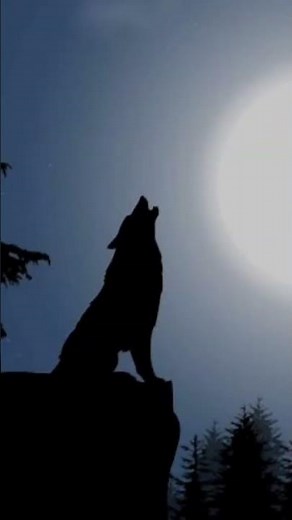 Wolf sound effect | Wolf crying |