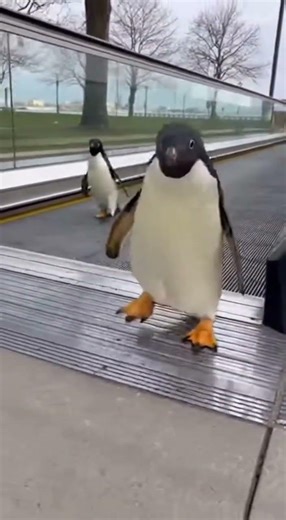 This Penguin Thought He Hacked Reality #fyp #penguin #funnyanimals #viral #aivideo #loop