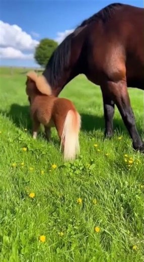 Tiny Mini Horse Antics 😂🐴 | Big Horse Funny Farm Moments