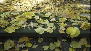Camera moves sideway to the right side along a bench covered with fallen yellow autumn leaves in the park. Autumn leaf background. Bench in the park covered with autumn leaves, 4K - 50fps